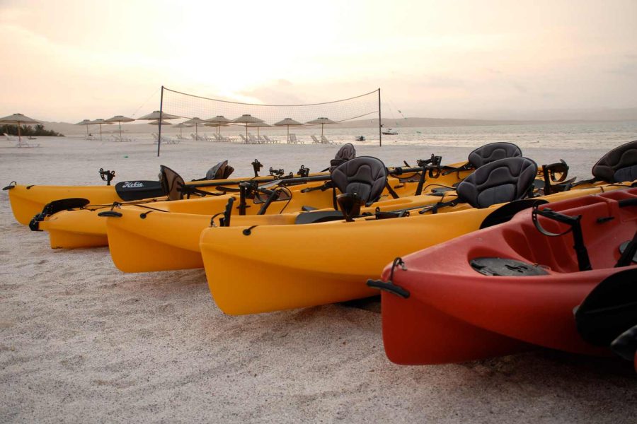 FULL DAY PARACAS – MARINE FAUNA