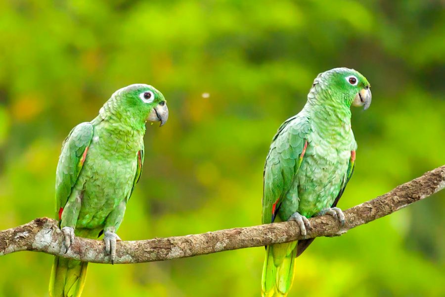 OBSERVACIÓN DE AVES EN TAMBOPATA – MADRE DE DIOS