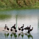 ¡Descubre el Encanto de los Pantanos de Villa: Un Oasis Inclusivo!