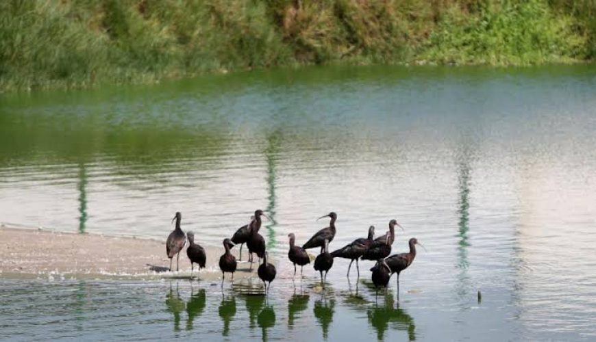 ¡Descubre el Encanto de los Pantanos de Villa: Un Oasis Inclusivo!